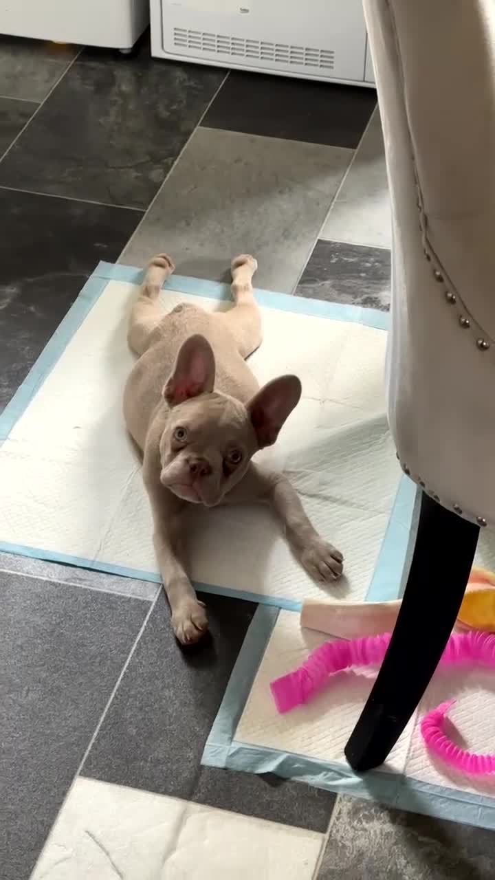 French Bulldog dogs for sale: KC Reg French Bulldog for sale in Saint Helens - Video 2