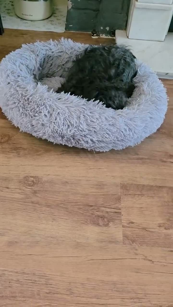 French Bulldog dogs for sale: LAST PUP!  Fluffy french bulldogs AVAILABLE NOW - Video 1