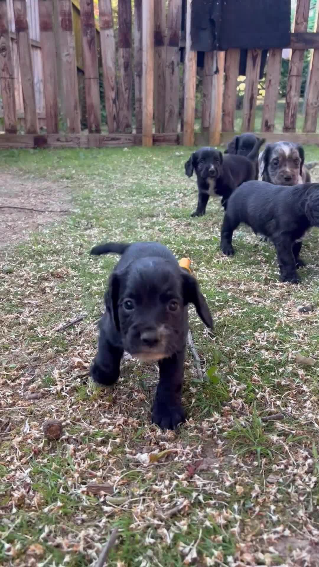 Cocker Spaniel dogs for sale: Working Cocker Spaniel Puppies  in Newmarket - Video 2