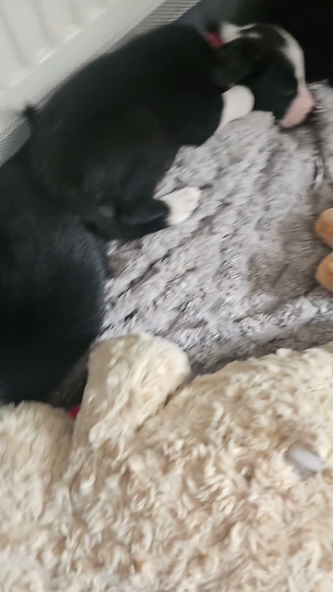 Border Collie dogs for sale: Active puppies looking for homes - Video 3