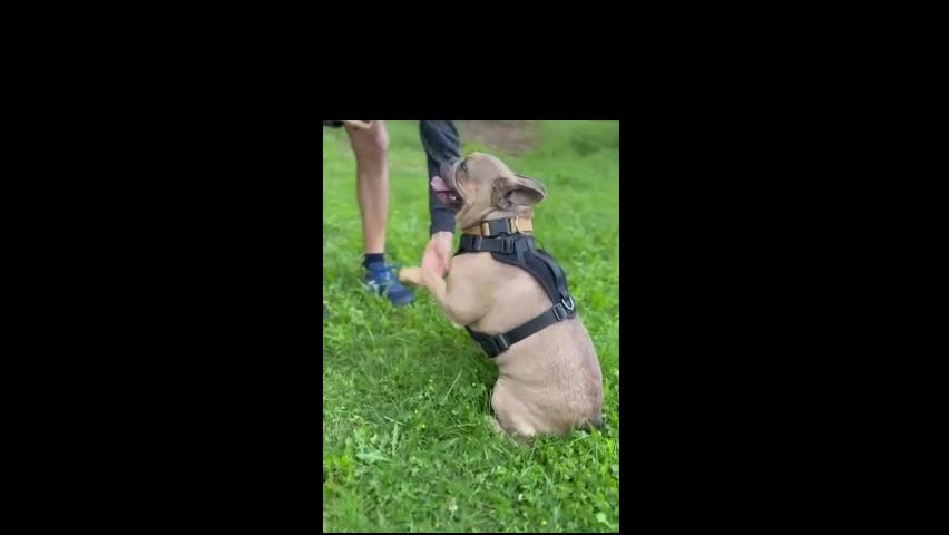 French Bulldog dogs for sale: Oscar - Video 1