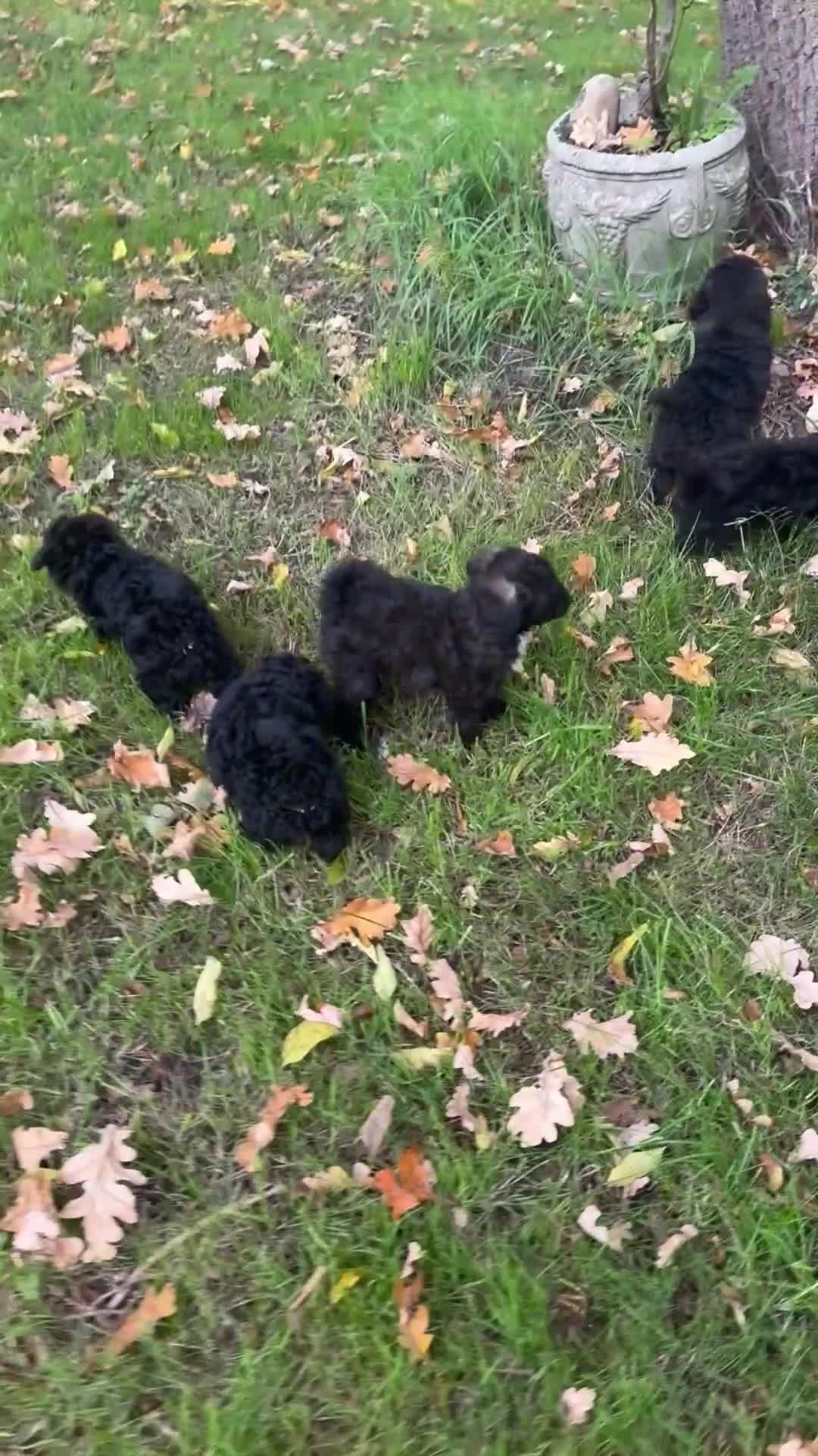 Poochon dogs for sale:  F1b poochon pups health tested parents licensed  - Video 1