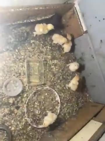 Chickens poultry for sale: Brahma chicks  in Durham - Video 1
