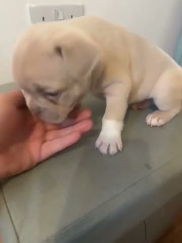 French Bulldog dogs for sale: FRENCHIE X PUPS FOR SALE  - Video 4