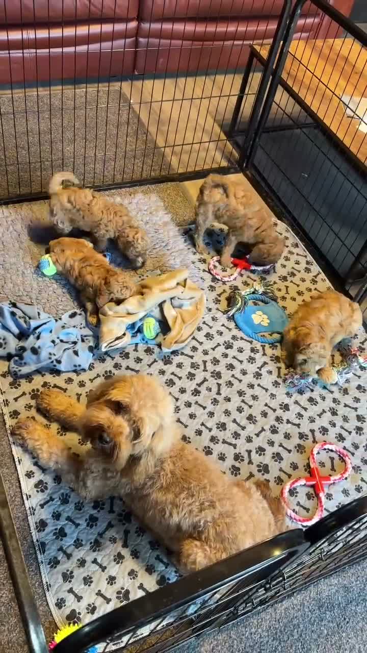 Cavapoo dogs for sale: Health Tested and Health Guaranteed Cavapoo Pups - Video 2