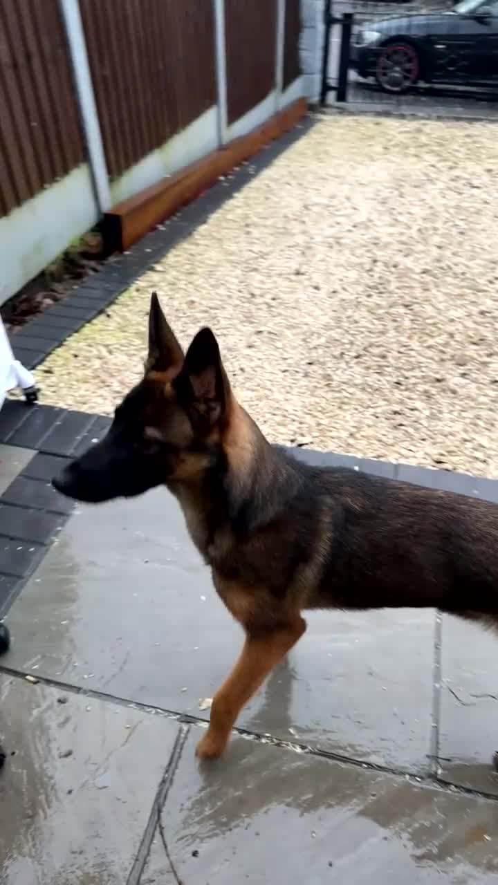 Belgian Shepherd Dog dogs for sale: Belgian malinios   - Video 1