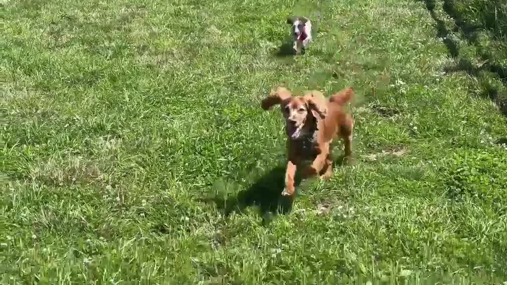 Cocker Spaniel dogs for sale: Female 7month white with brown markings in Fareham - Video 2