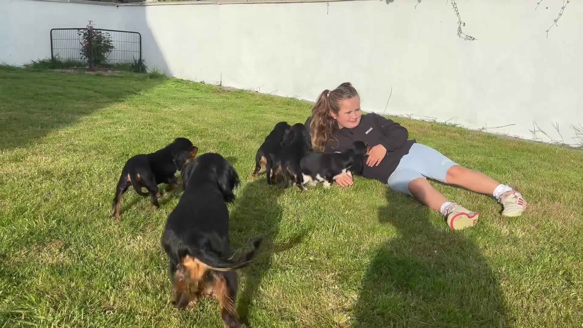 Cavalier King Charles Spaniel dogs for sale: Gorgeous Black Tan and Tri Cavalier Puppies - Video 1