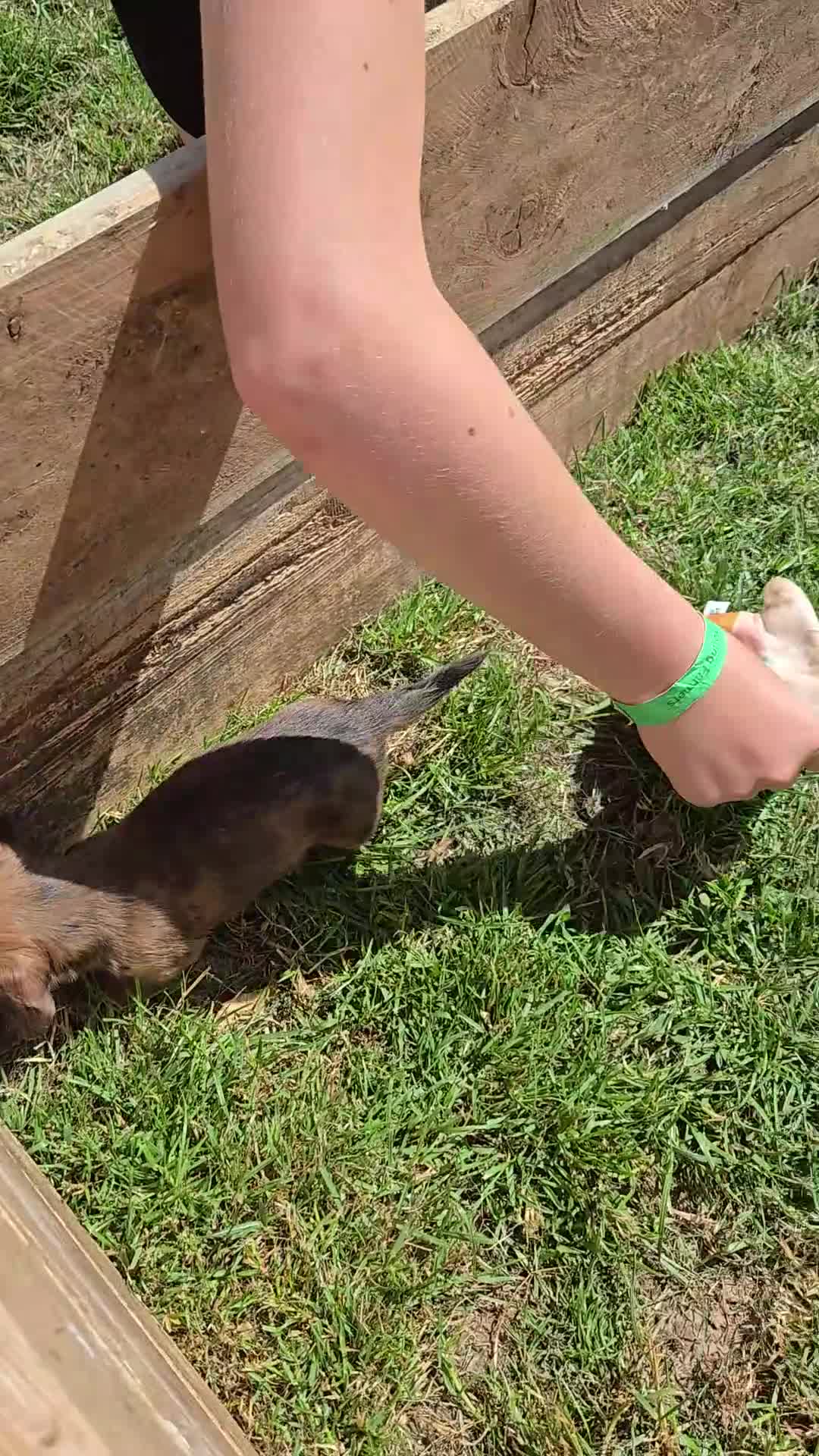 Miniature Dachshund dogs for sale: Gorgeous litter of miniature dachshunds - Video 1