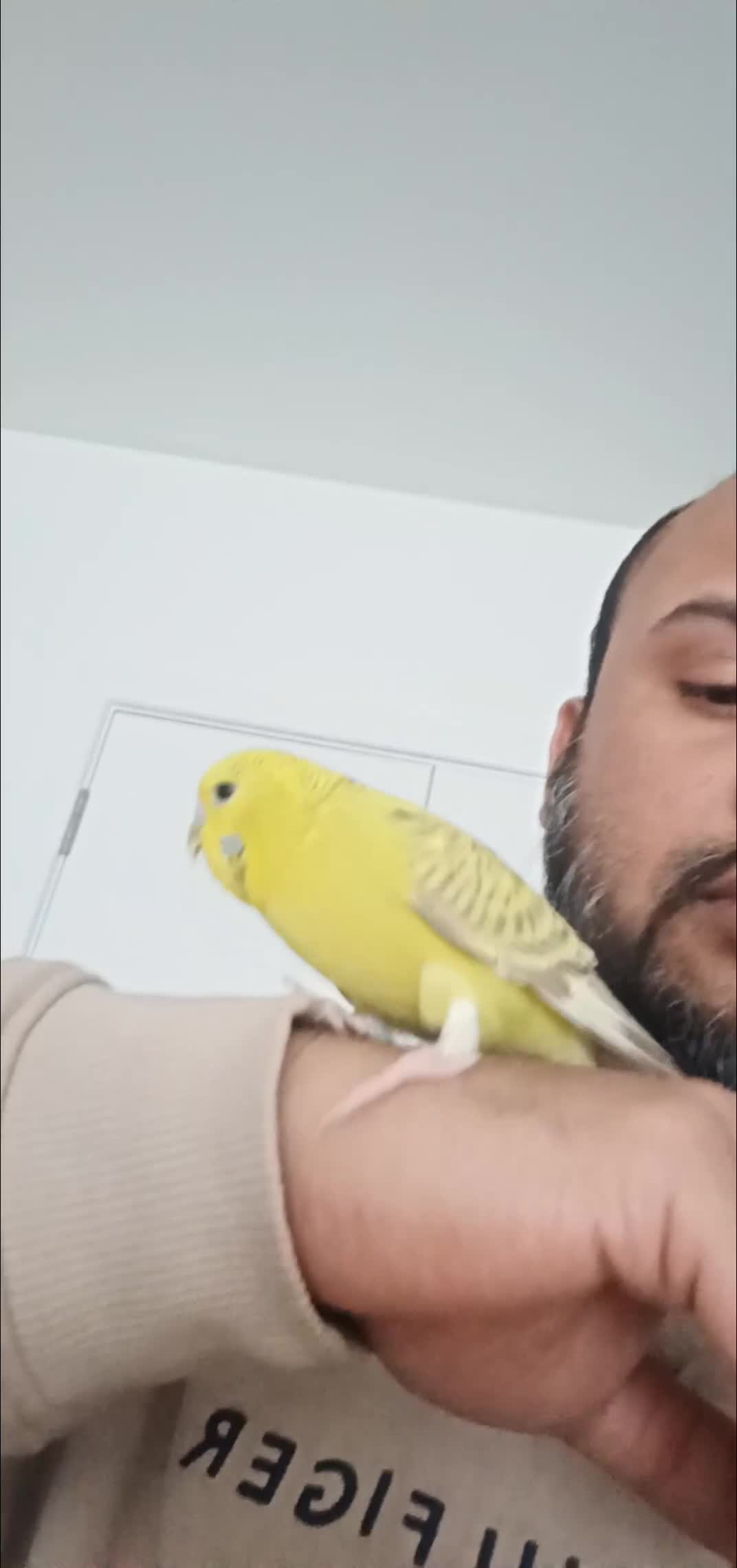 Budgerigars birds for sale: Mango  - Video 1