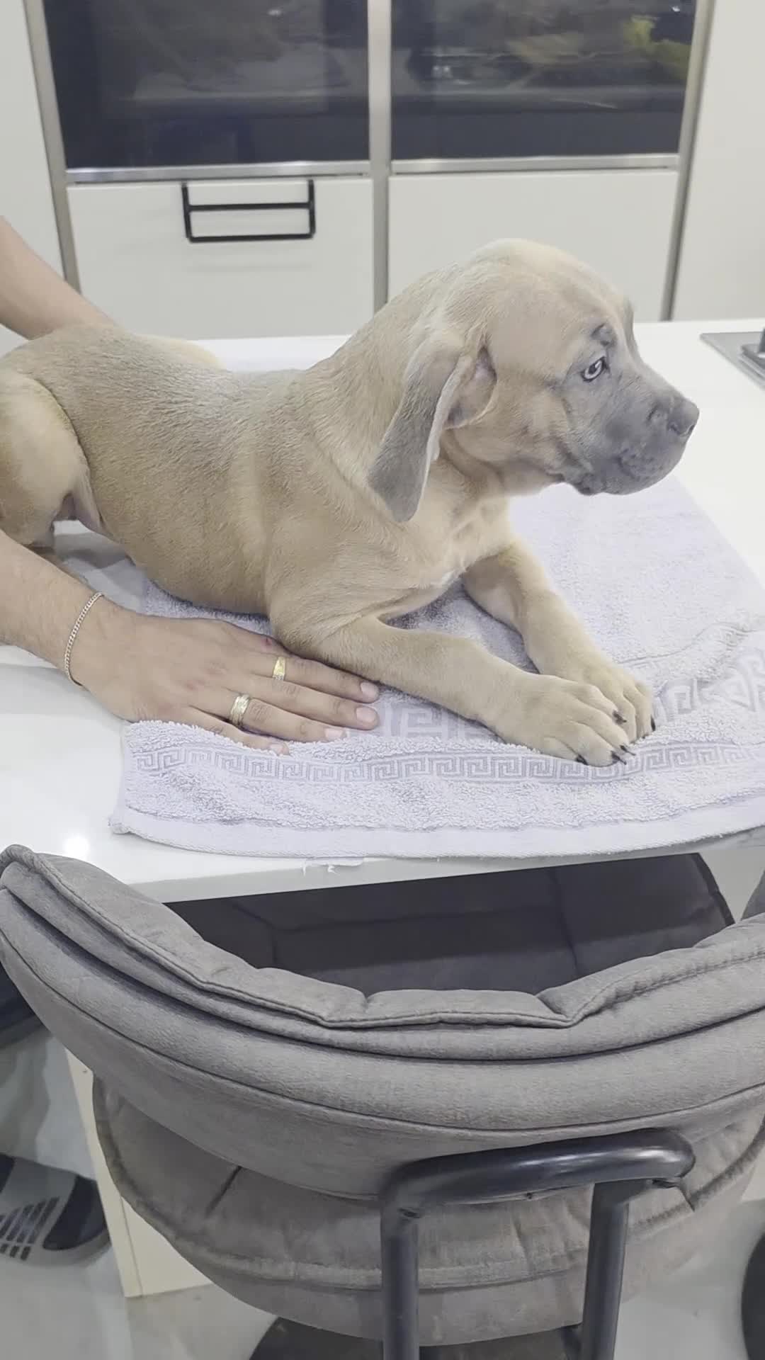 Cane Corso dogs for sale: Cane Corso Puppies - Video 3