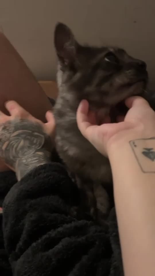 Maine Coon cats for sale: Maincoon in Stanley - Video 1