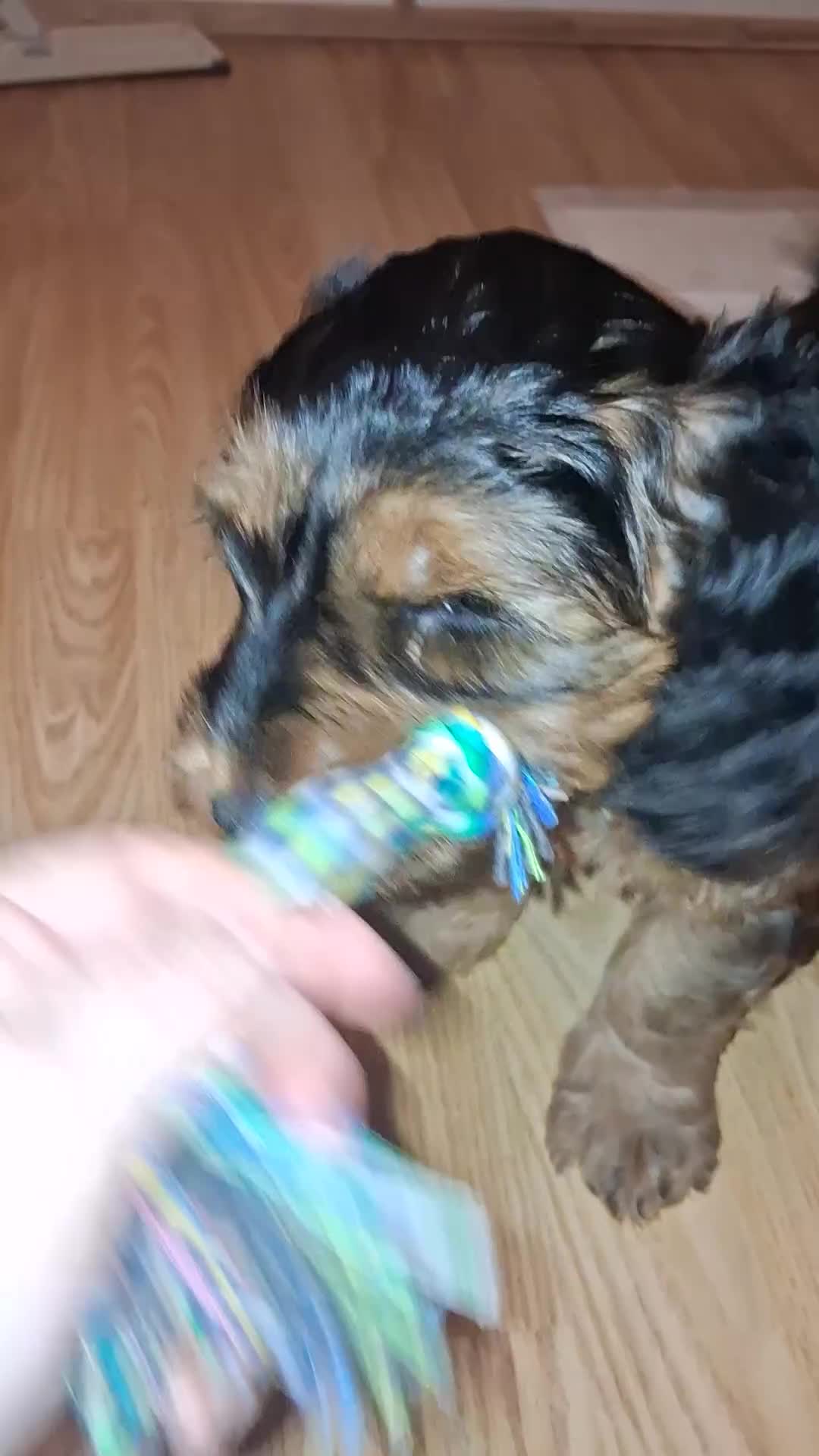 Cockapoo dogs for sale: Male cockapoo  - Video 1