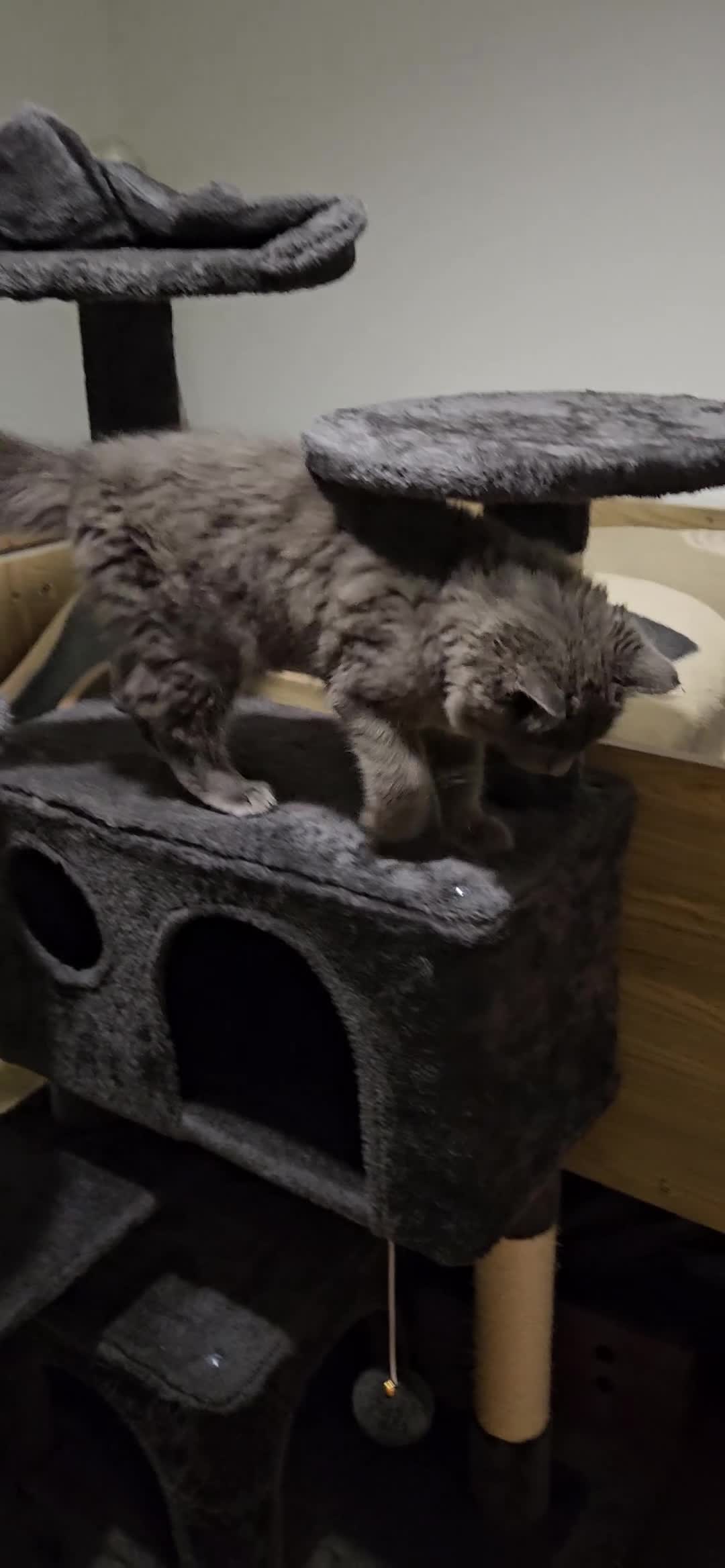 British Longhair cats for sale: Zzuzu - Video 1