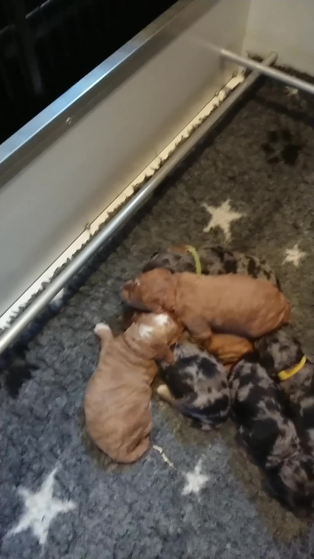 Cockapoo dogs for sale: F1b Miniature Cockapoo Pups Fully Health Tested - Video 1