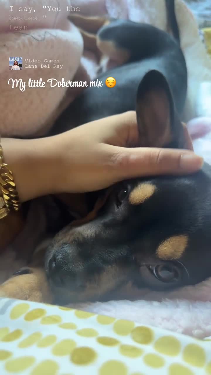 Mixed Breed dogs for sale: Doberman mixed breed male 3 months - Video 1