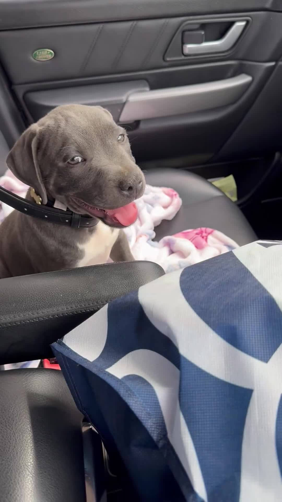 Staffordshire Bull Terrier dogs for sale: Blue male staff - Video 1