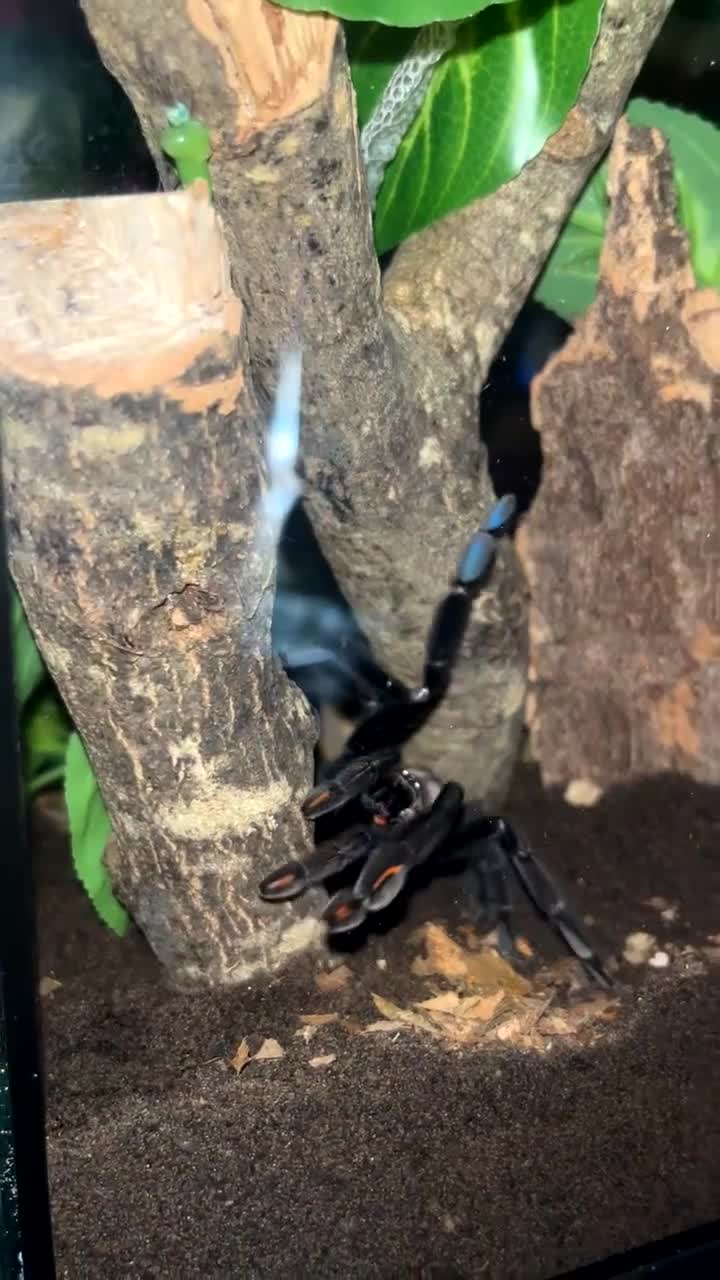 Tarantulas invertebrates for sale: Suntiger turantula  - Video 2