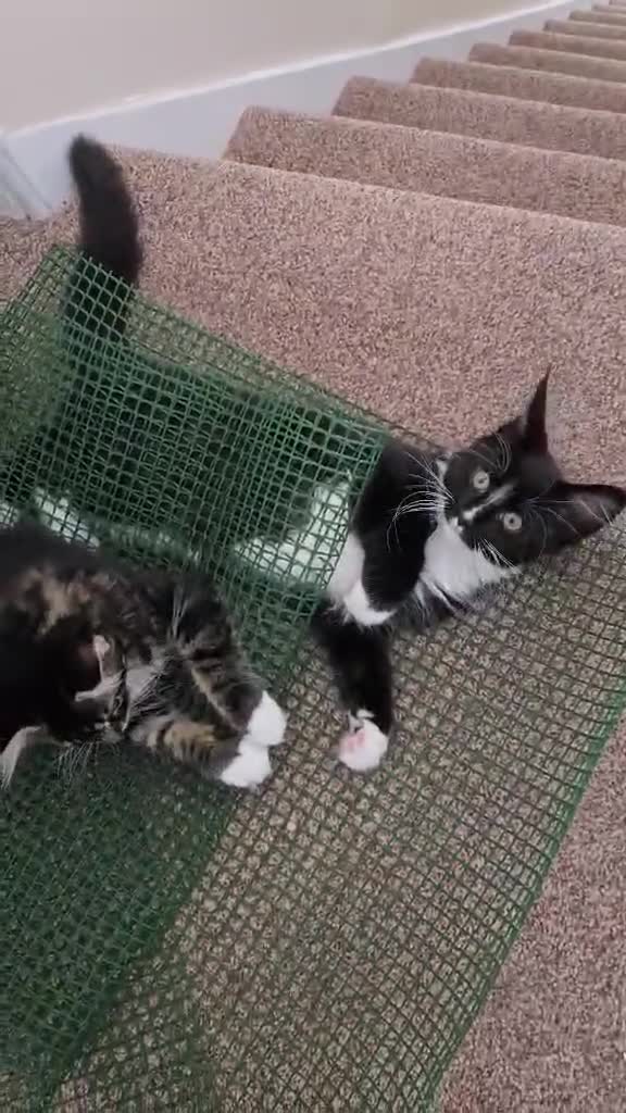Maine Coon cats for sale: 1 Maine Coon Kitten Needing Home. - Video 4