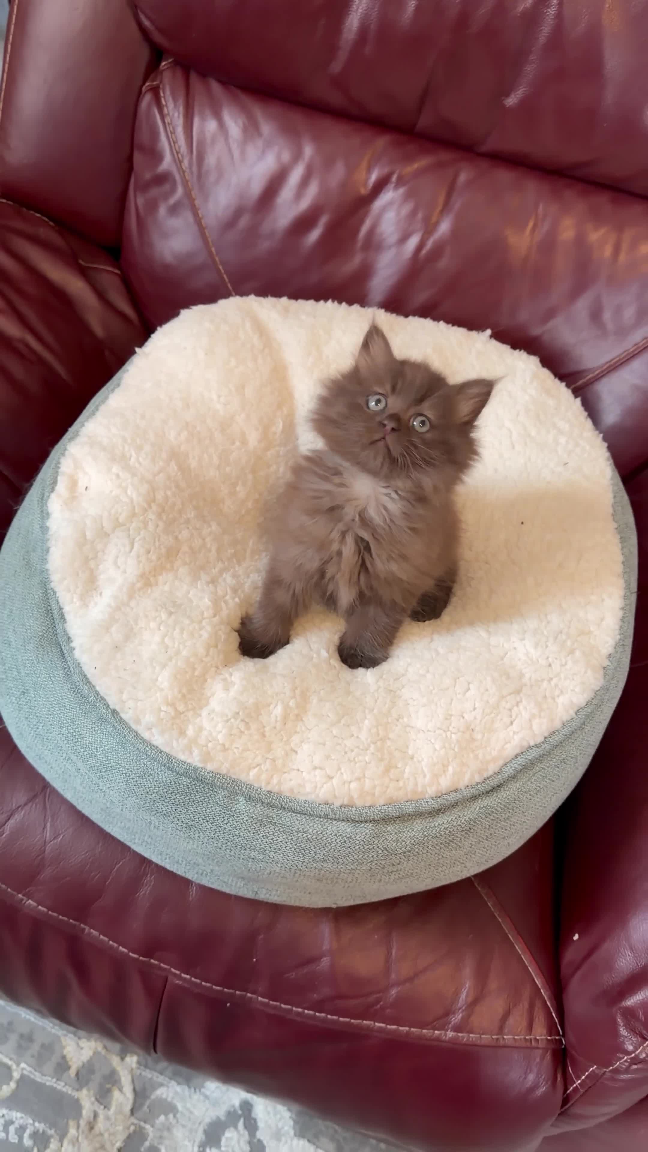 Persian cats for sale: Ready to goBeautiful Persian Kittens for Sale 🐾 in Bristol - Video 4
