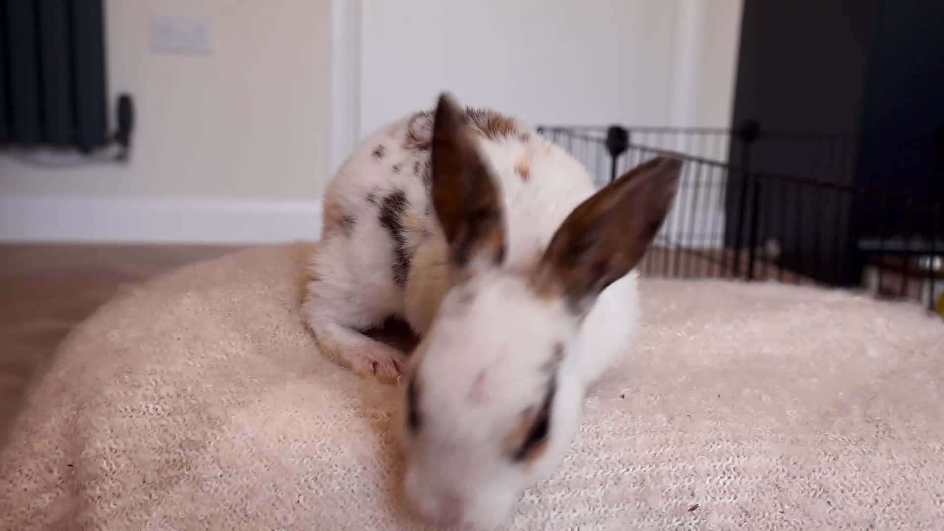 Rex rabbits for sale: Beautiful Mini Rex, Harlequin & Tri Colour - Video 2