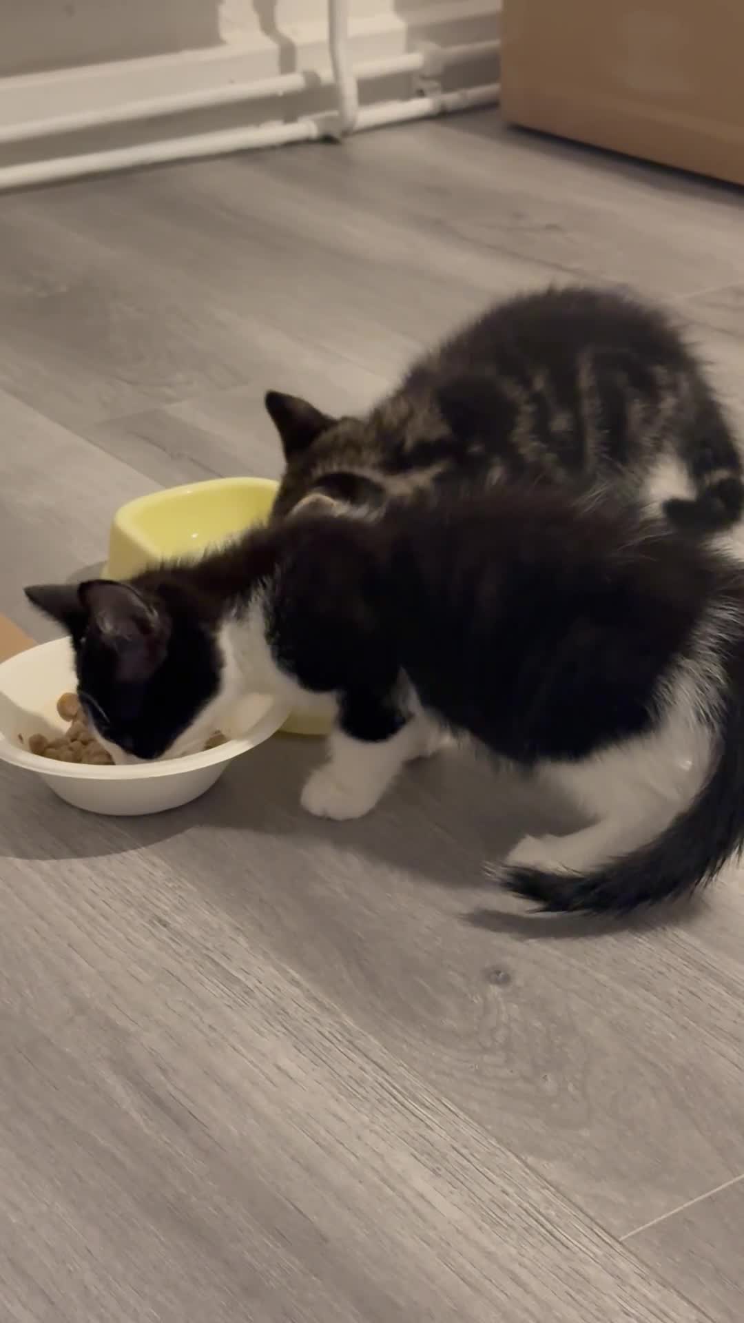 Mixed Breed cats for sale: Kitten for sale in London - Video 1
