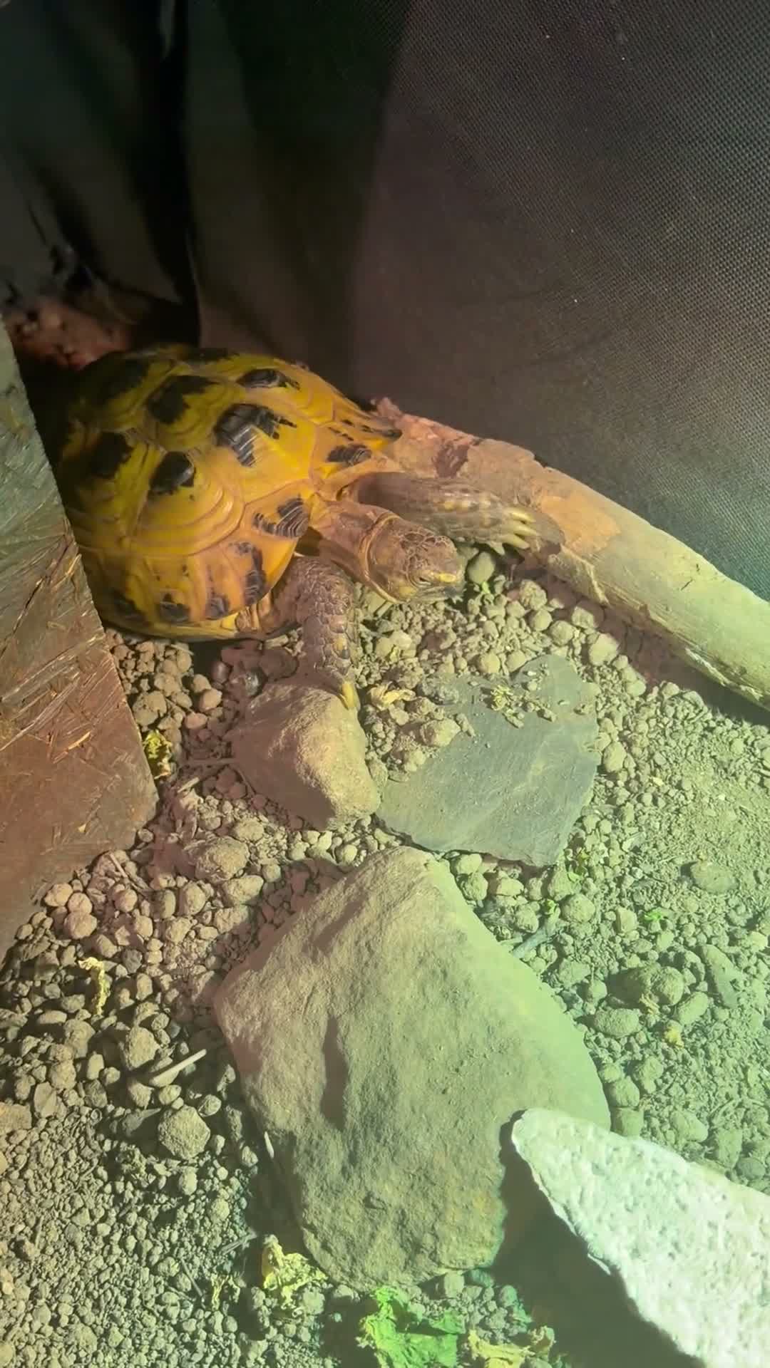 Tortoise reptiles for sale: Terry  in Ormskirk - Video 1