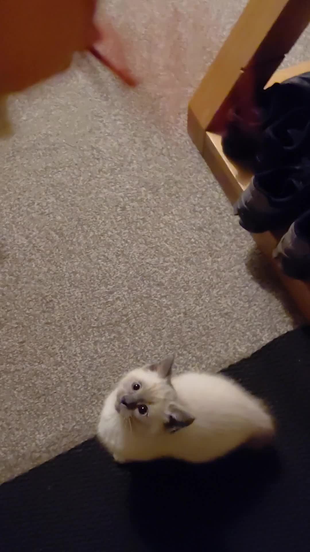 Ragdoll cats for sale: Blue seal point Ragdoll kittens  - Video 2