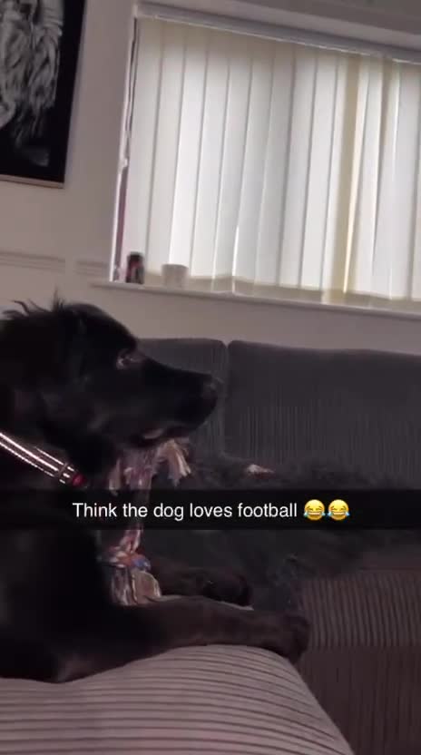 Mixed Breed dogs for sale: Looking for a new forever home  - Video 1