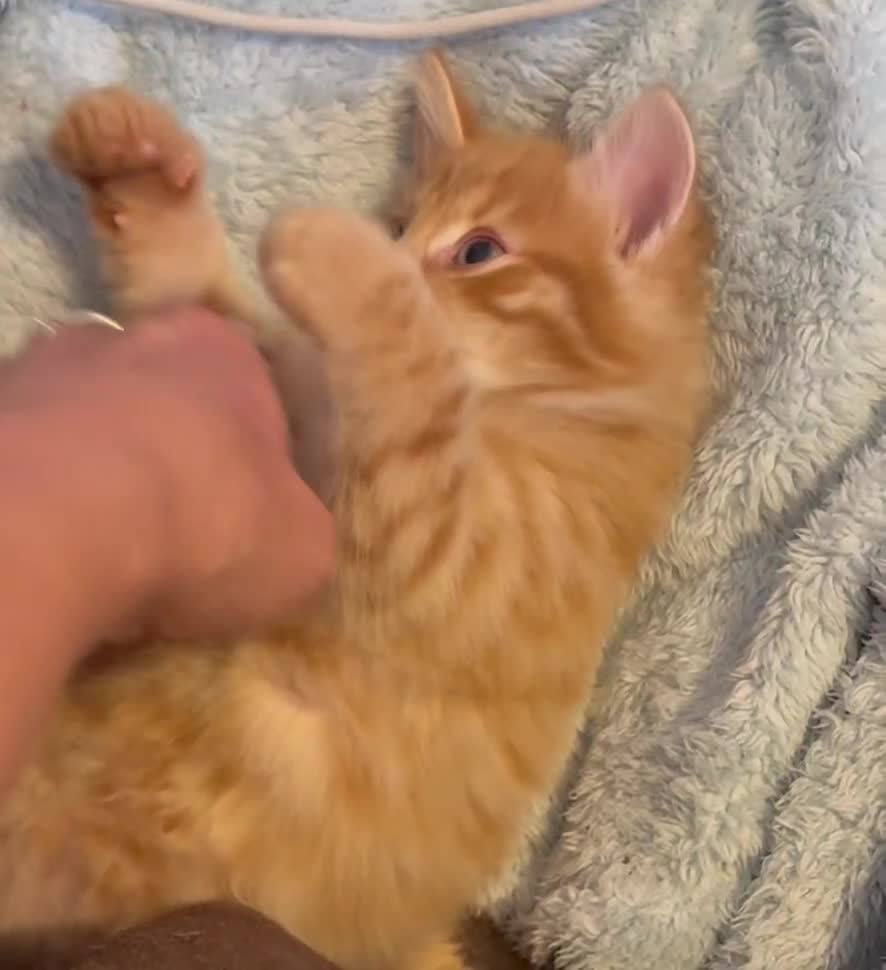 Mixed Breed cats for sale: One female ginger kitten left from litter of 5  - Video 1