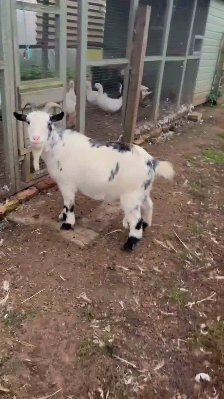 Goats livestock for sale: Pygmy goat - Video 1