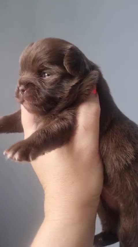 Chihuahua dogs for sale: Beautiful chocolate long coat chihuahuas - Video 1