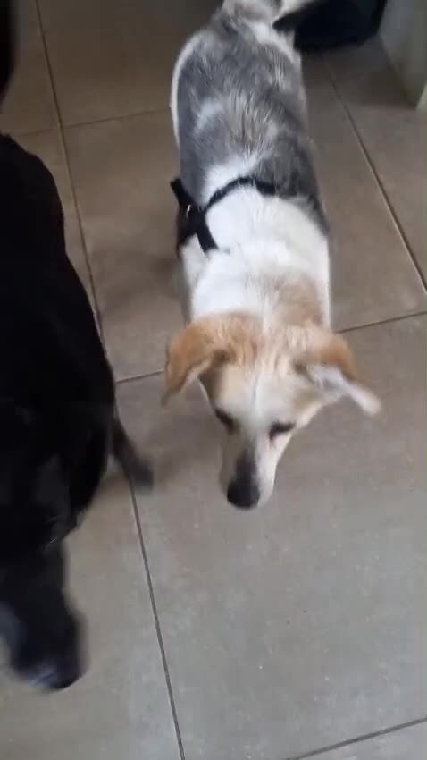 Mixed Breed dogs for adoption: Petite girl Allie - Video 2