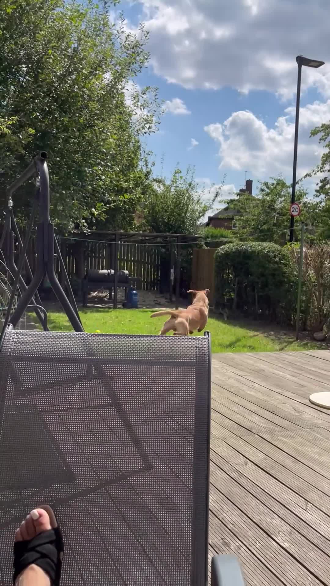 Labrador Retriever dogs for sale: Pedigree Lab - Video 2