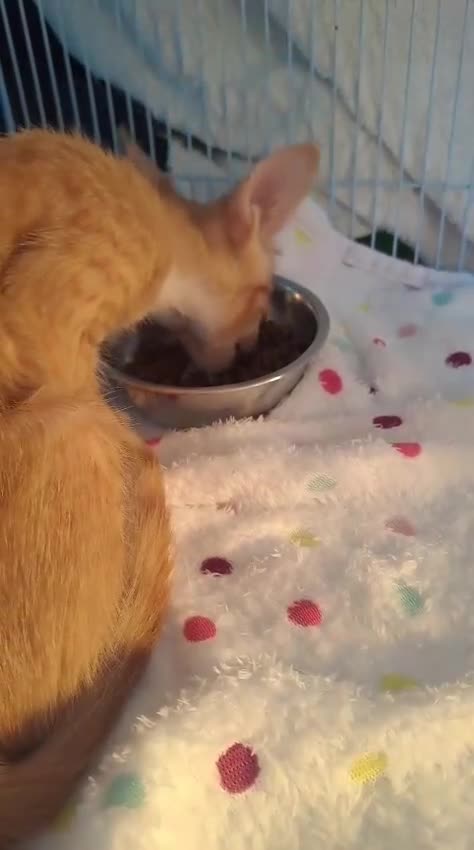 Mixed Breed cats for adoption: WE FIUND 2 BLIND KITTENS- CAN WE FIND ADOPTERS ??? - Video 1