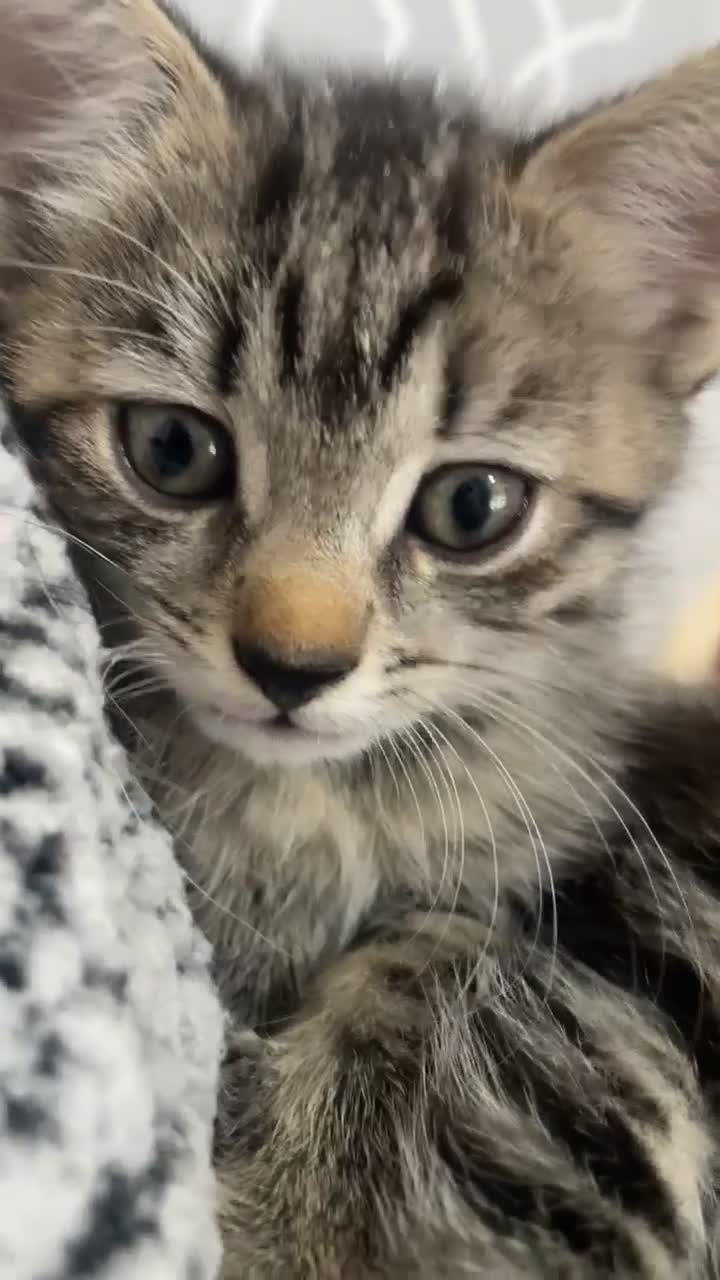 Mixed Breed cats for sale: 5 beautiful kittens - Video 1