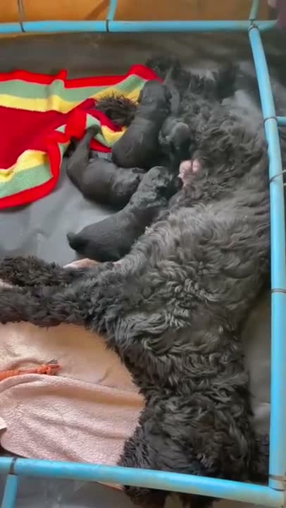 Russian Black Terrier dogs for sale: Black Russian Terrier Puppies - Video 1