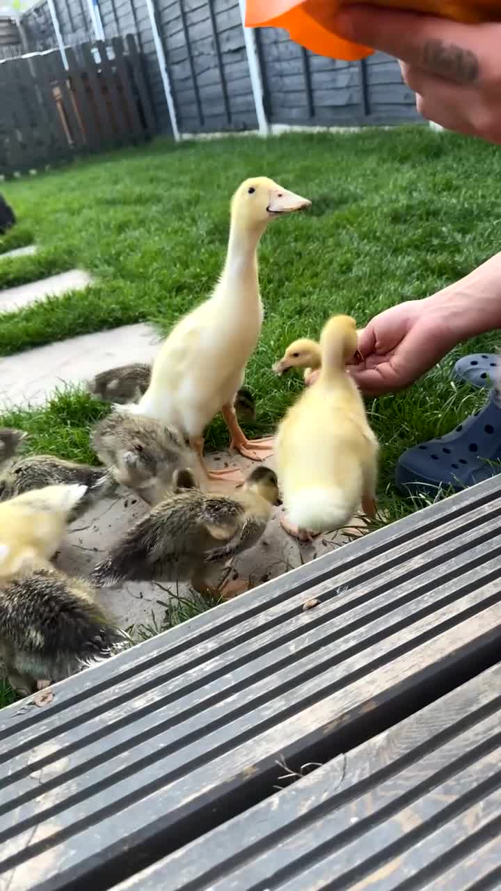 Ducks poultry for sale: Indian Runner & Cherry Valley Ducks  - Video 1