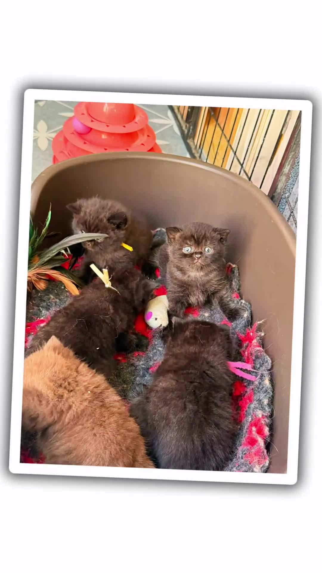 British Shorthair cats for sale: Pedigree British Shorthair - Show Champion Lines - Video 1