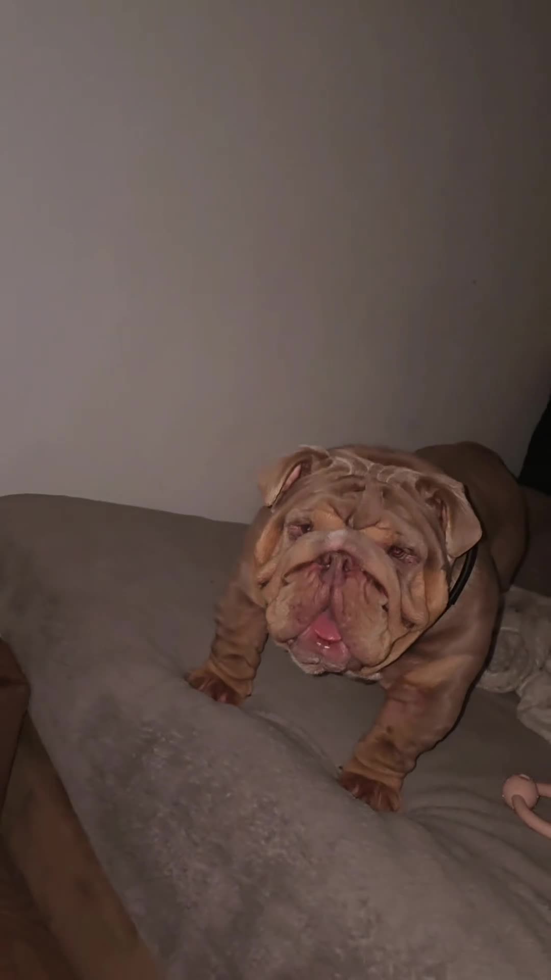 English Bulldog dogs for stud: Larry - Video 1