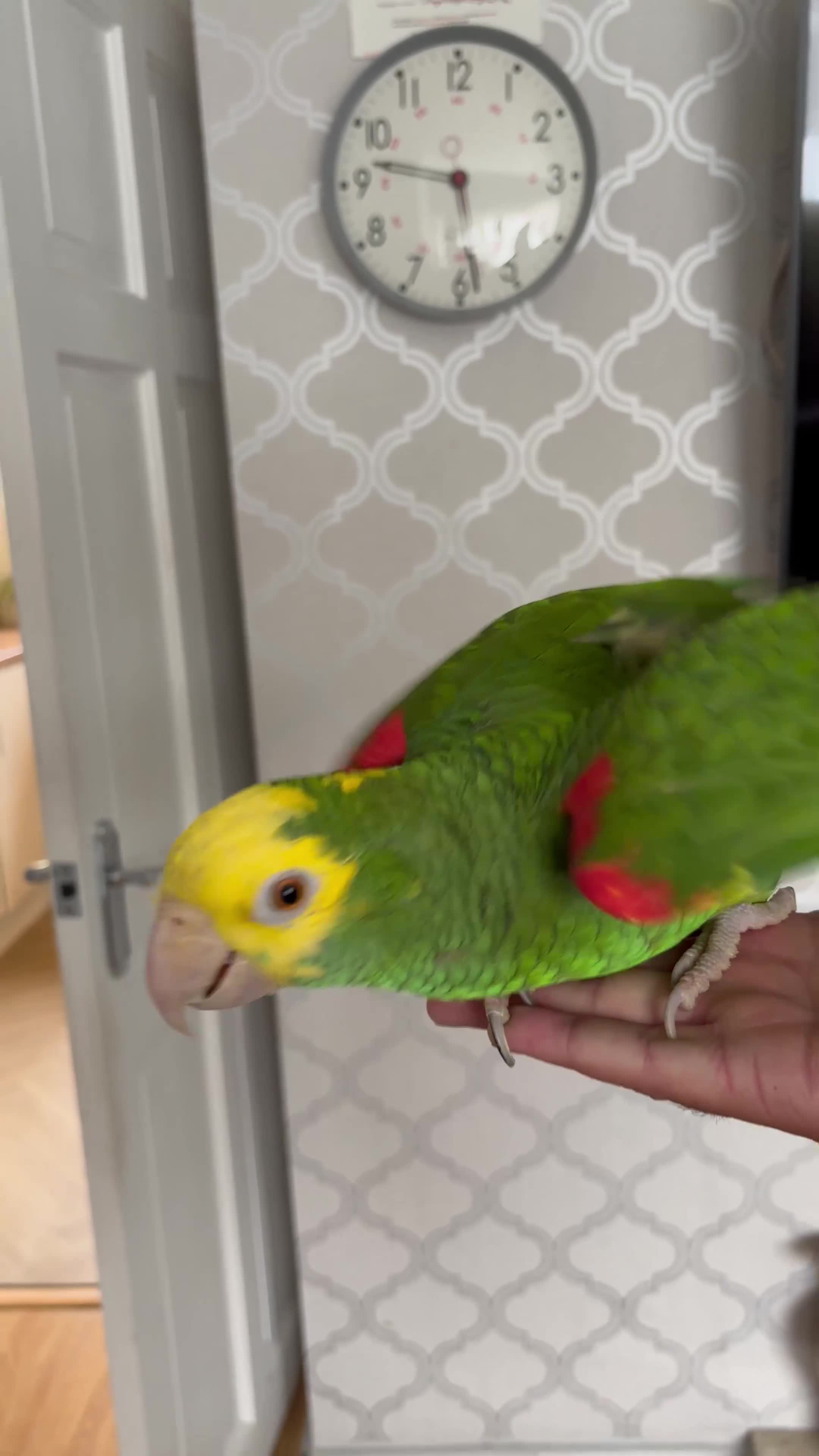 Parrots birds for sale: Yellow Headed Amazon in Stoke-on-Trent - Video 1