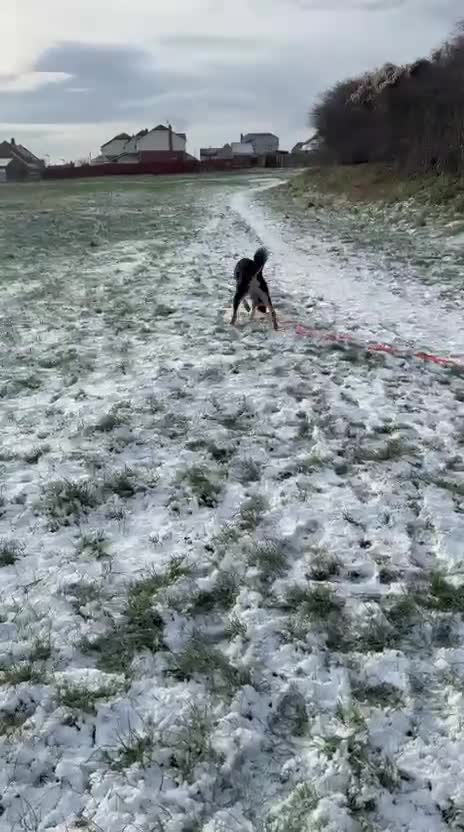 Mixed Breed dogs for adoption: URGENT: 💙🐶 BRUNO -The Big, Loving 10 month Boy - Video 5