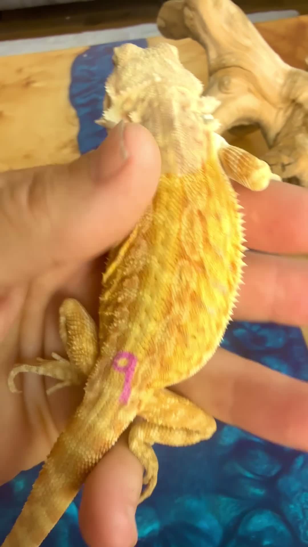 Bearded Dragon reptiles for sale: Super Citrus YELLOW US Bloodline  - Video 1