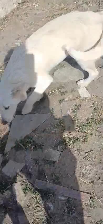 Mixed Breed dogs for adoption: 🐾🤍ALINA – A Beautiful Young Soul Still Waiting🐾 - Video 3