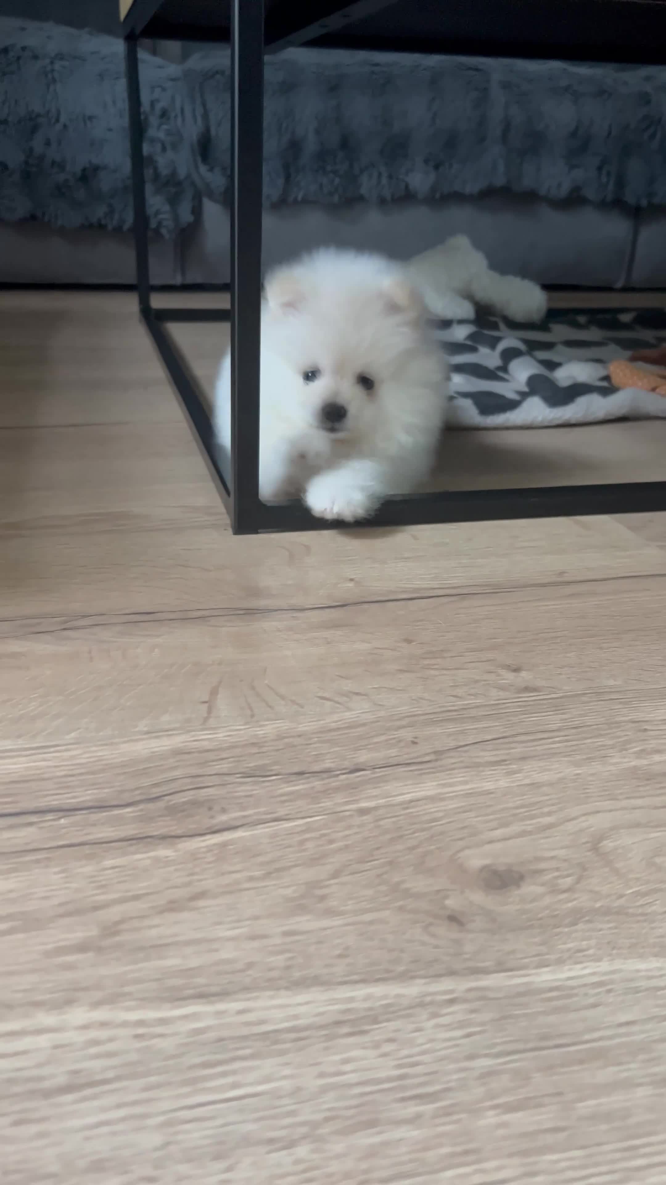 Pomeranian dogs for sale: Adorable White Teddy-Bear Pom Puppies! - Video 4