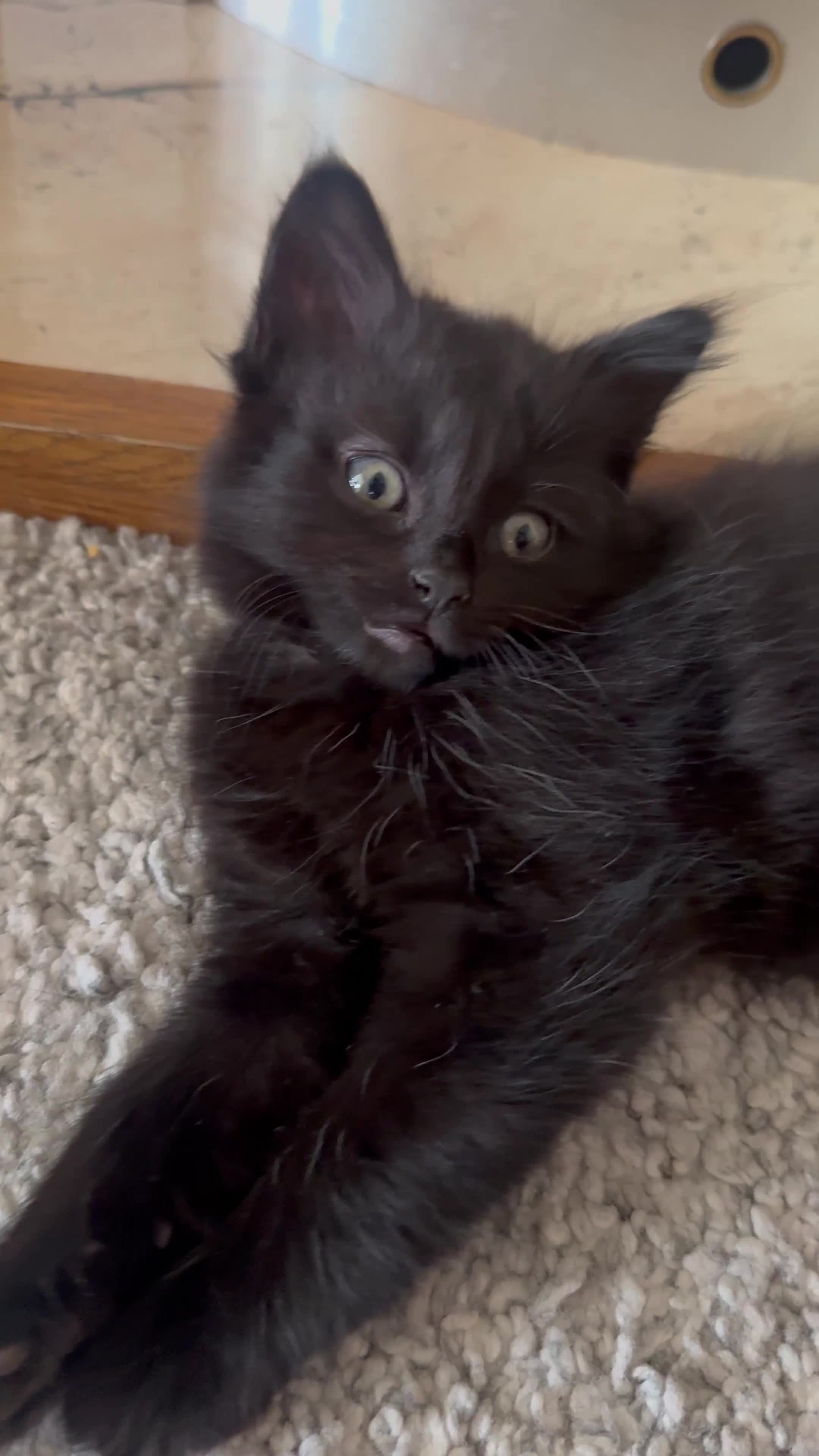 Mixed Breed cats for sale: Beautiful female kitten  - Video 1