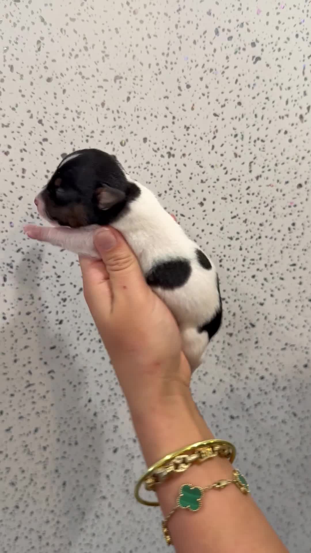 Jack Russell dogs for sale: Traditional Jack Russell Puppies  - Video 1