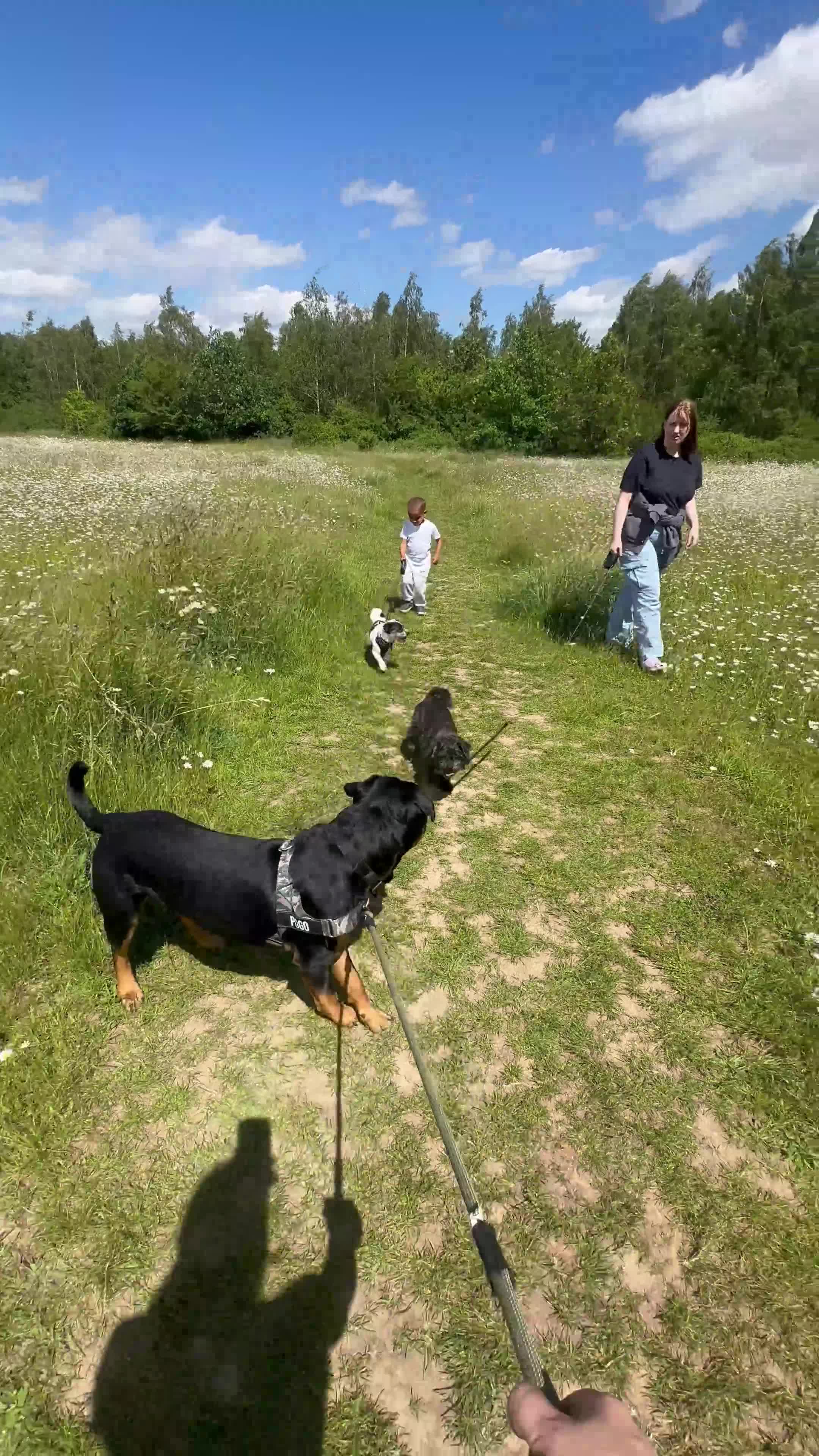 Mixed Breed dogs for sale: 10 Month-Old Rottweiler x Staffy - Video 1