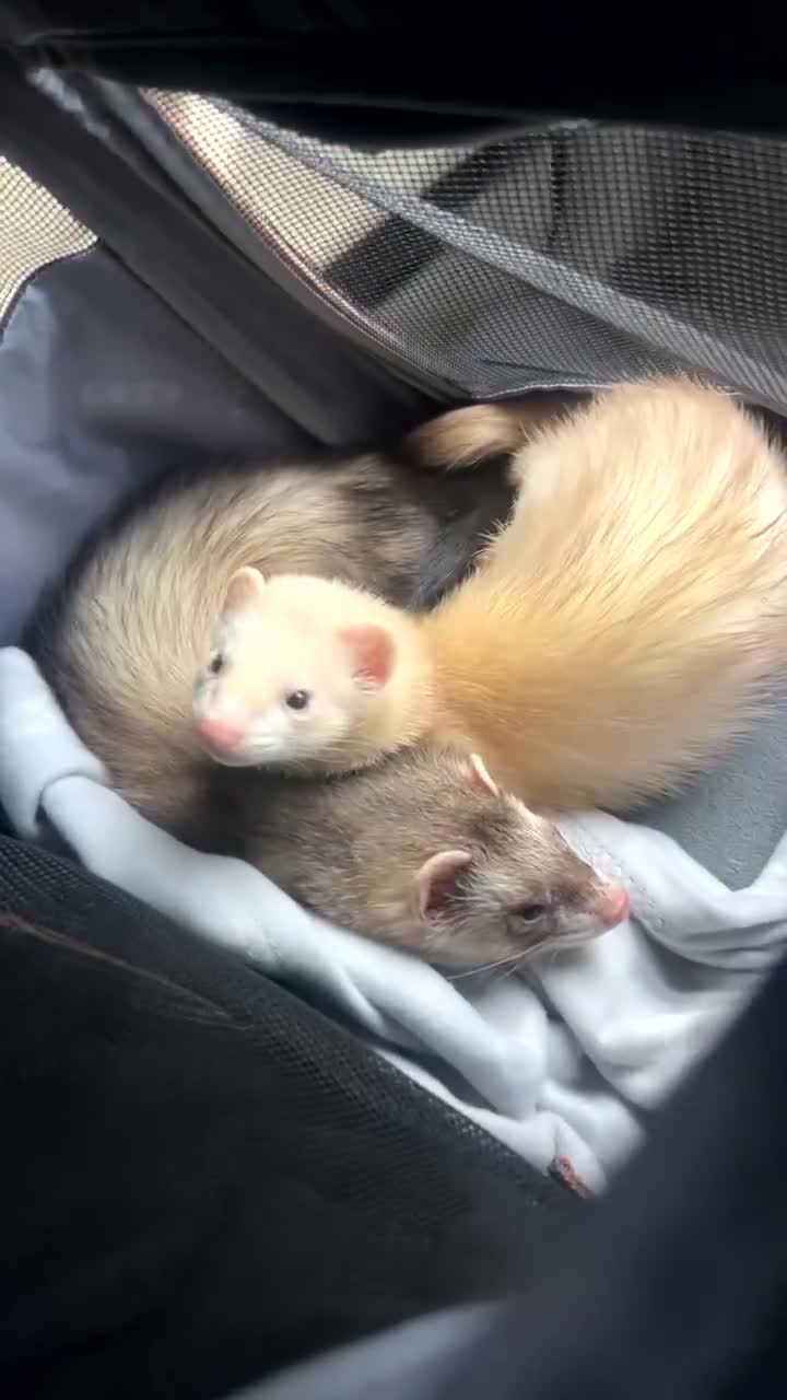 Ferret rodents for sale: Two friendly pet Hobbs  in Diss - Video 1