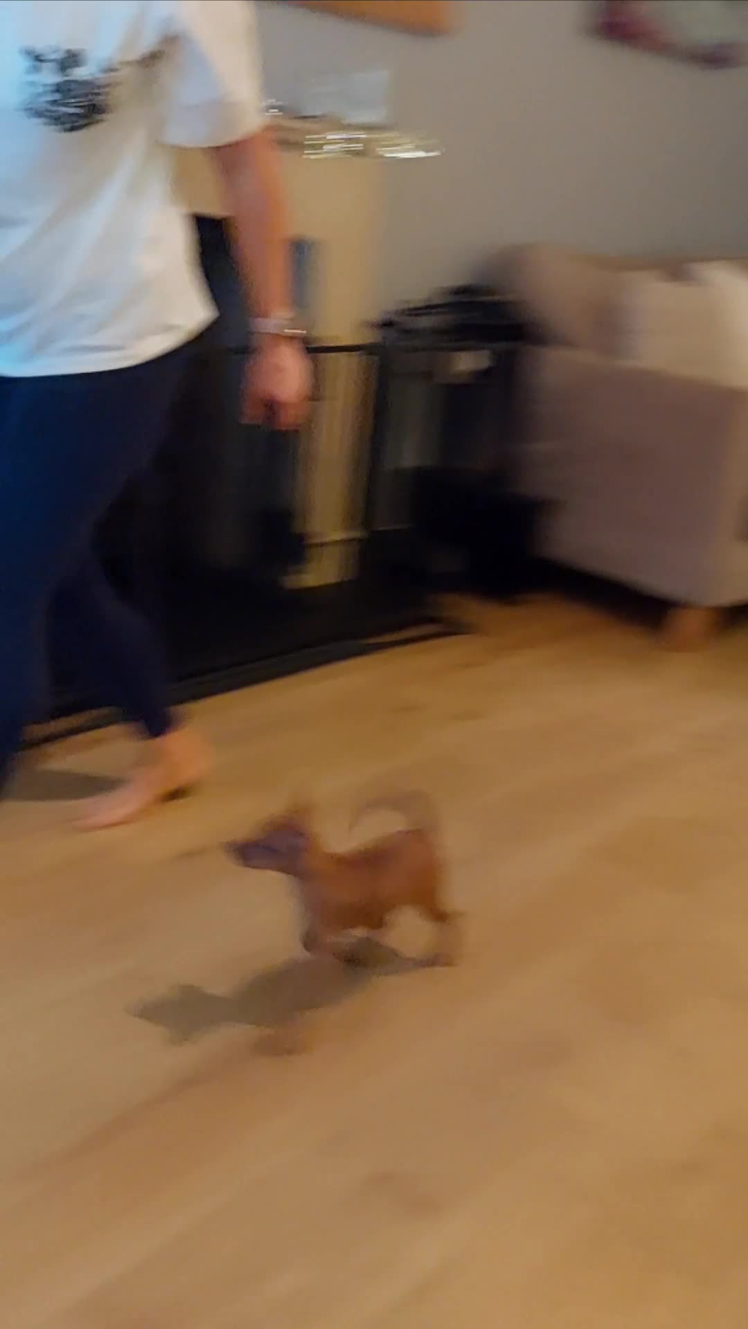 Miniature Pinscher dogs for sale: LAST PUPPY - LADYLUCKPINS KC MIN PINS - Video 2